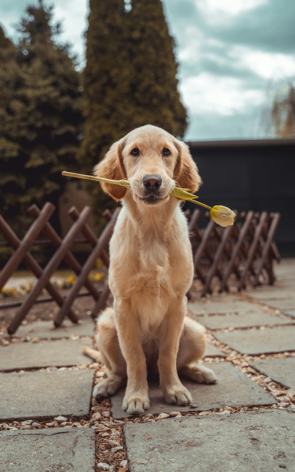 Anjing di Cikal Pet Care Polewali Mandar